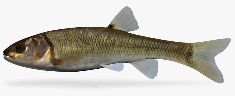 semotilus atromaculatus creek chub 3d fbx