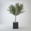 olive tree 3d max