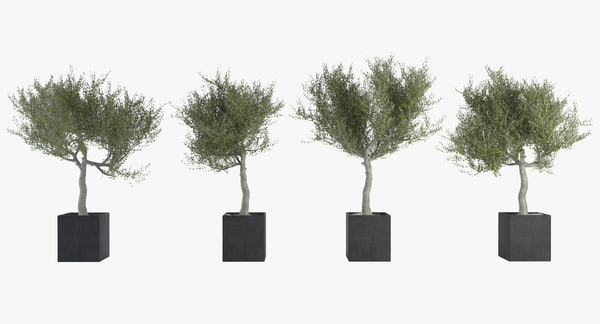 3d model olive tree