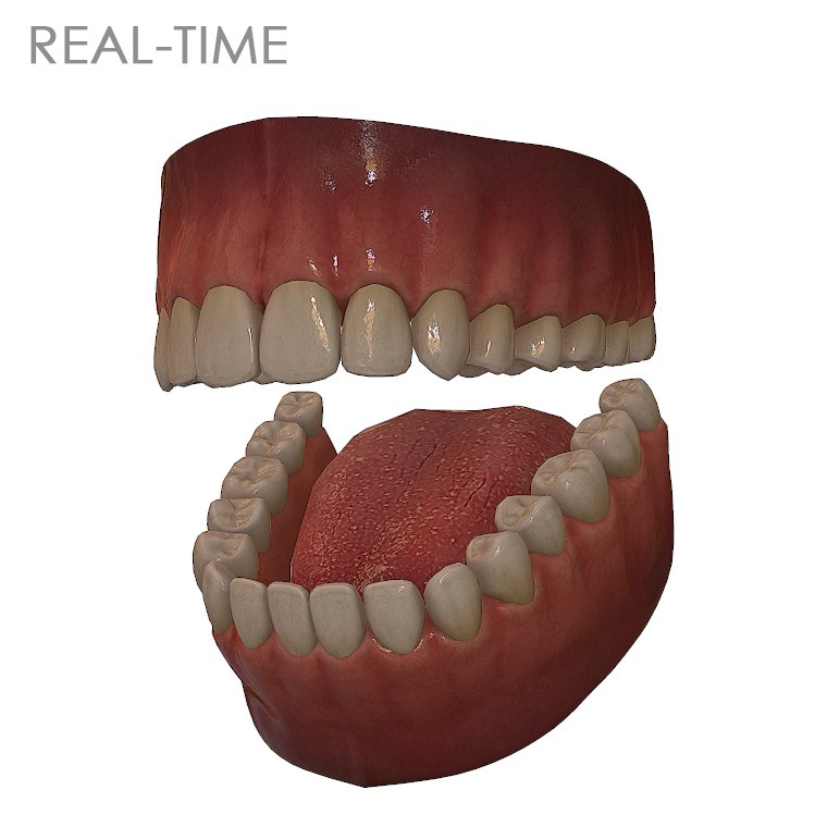 3d model teeth tongue