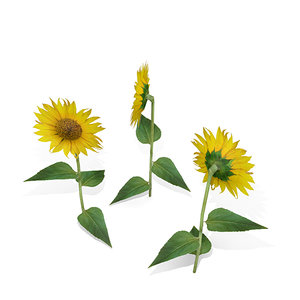 3ds sunflower sun flower