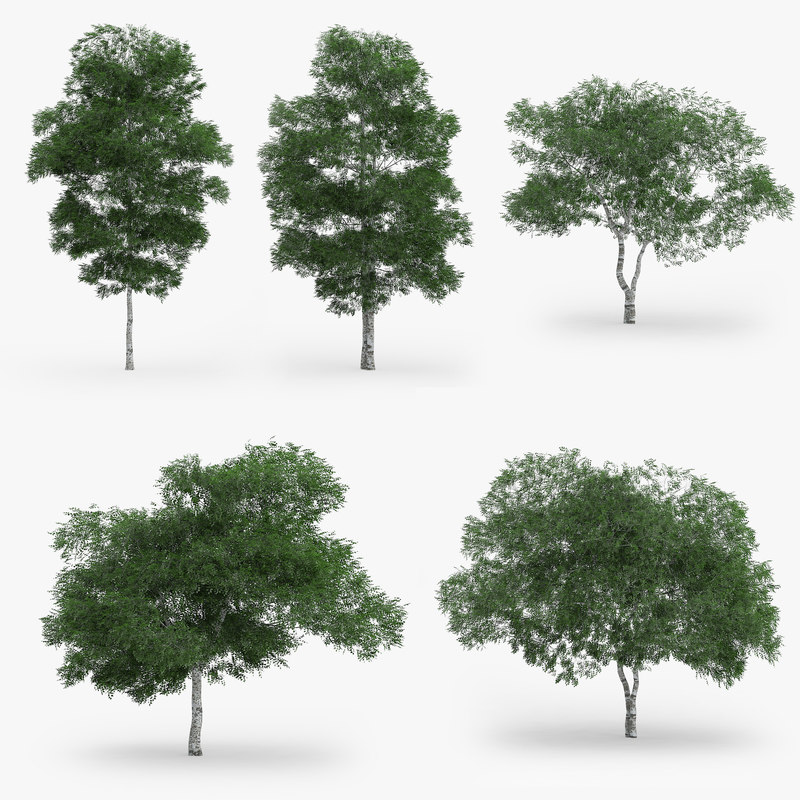 3d downy birch trees