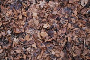 Ground_Texture_0012