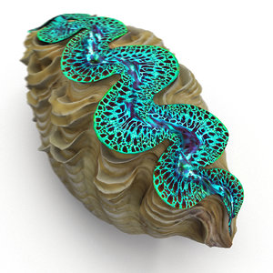 tridacna maxima clam 3d max