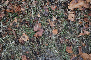 Ground_Texture_0013