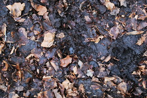 Ground_Texture_0023