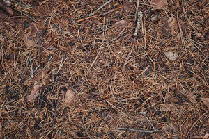 Ground_Texture_0015