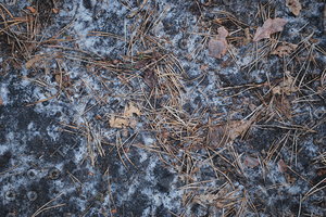 Ground_Texture_0016