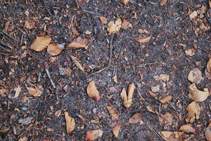 Ground_Texture_0023