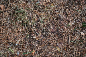 Ground_Texture_0025