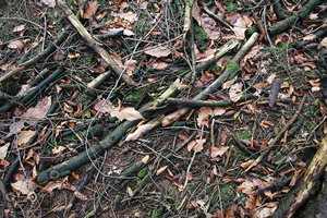 Ground_Texture_0017