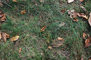 Ground_Texture_0018