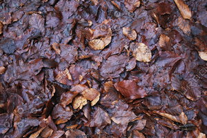 Ground_Texture_0019