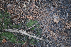 Ground_Texture_0026