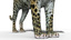 amur leopard max