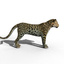 amur leopard max