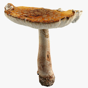3d realistic wild mushroom
