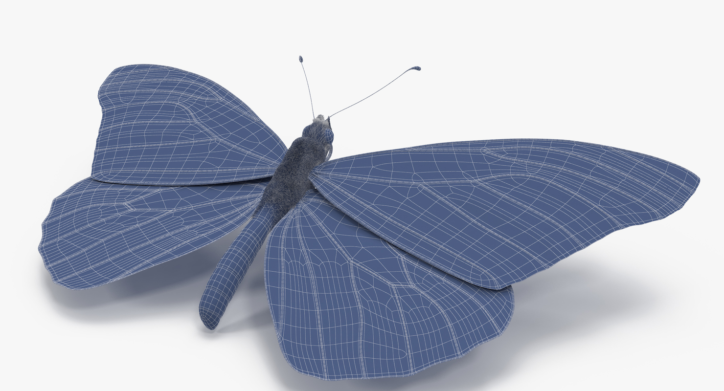3d model monarch butterfly 03