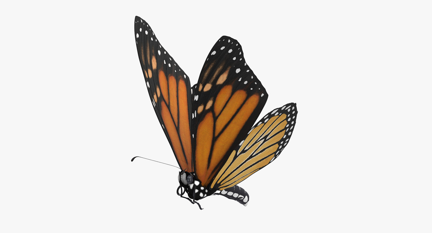 Download 3d monarch butterfly flying