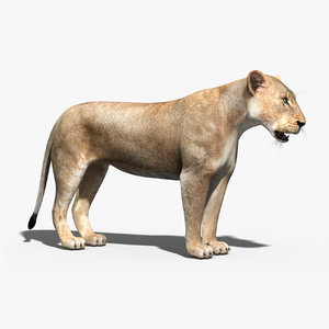 lioness rigging fur 3d max