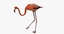 phoenicopterus ruber american flamingo 3d model