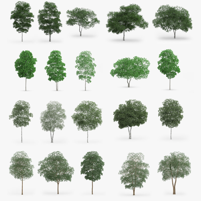birch trees obj
