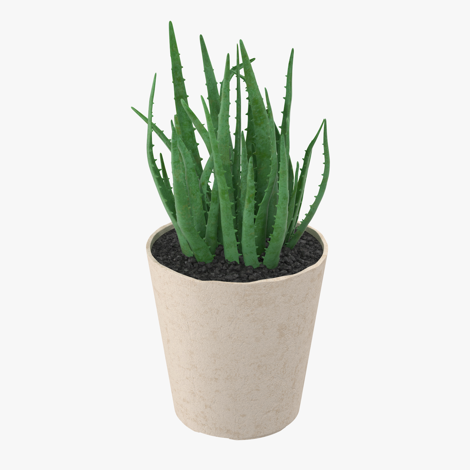  3d  model  succulent 