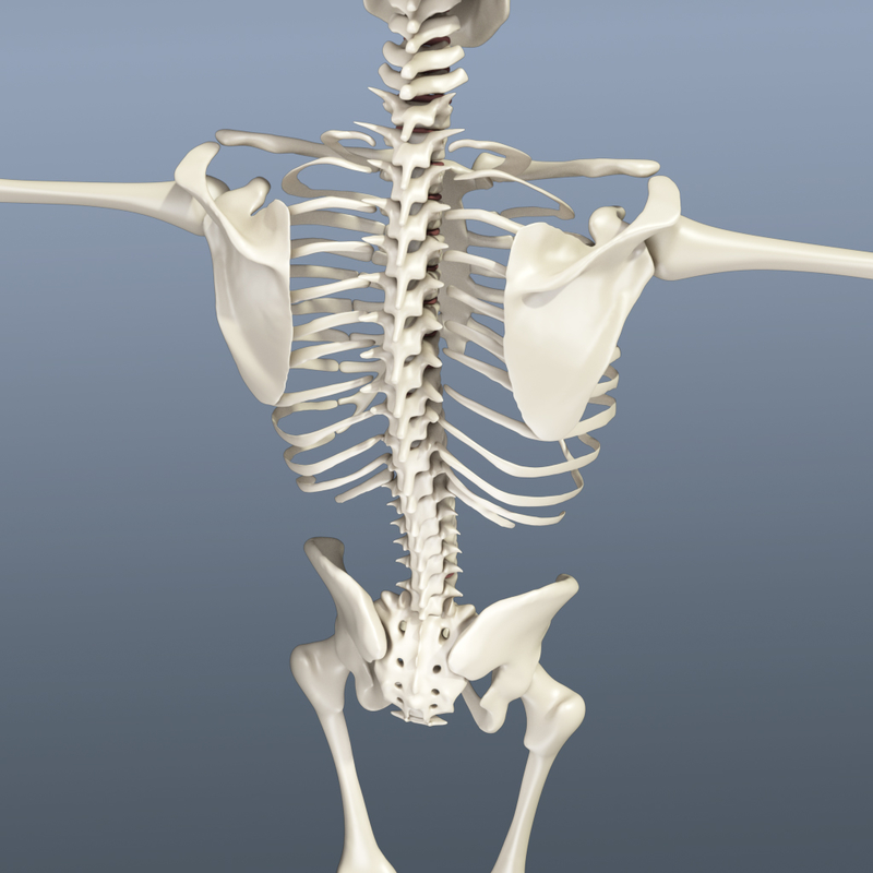 human skeleton 3d obj