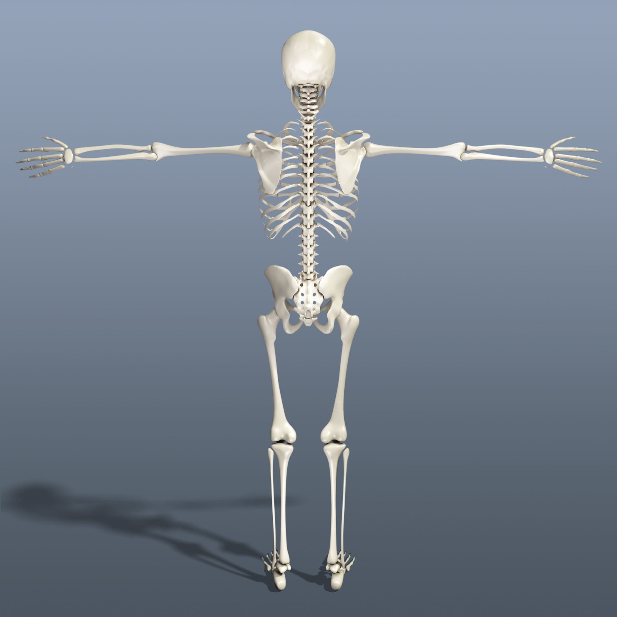 human skeleton 3d obj