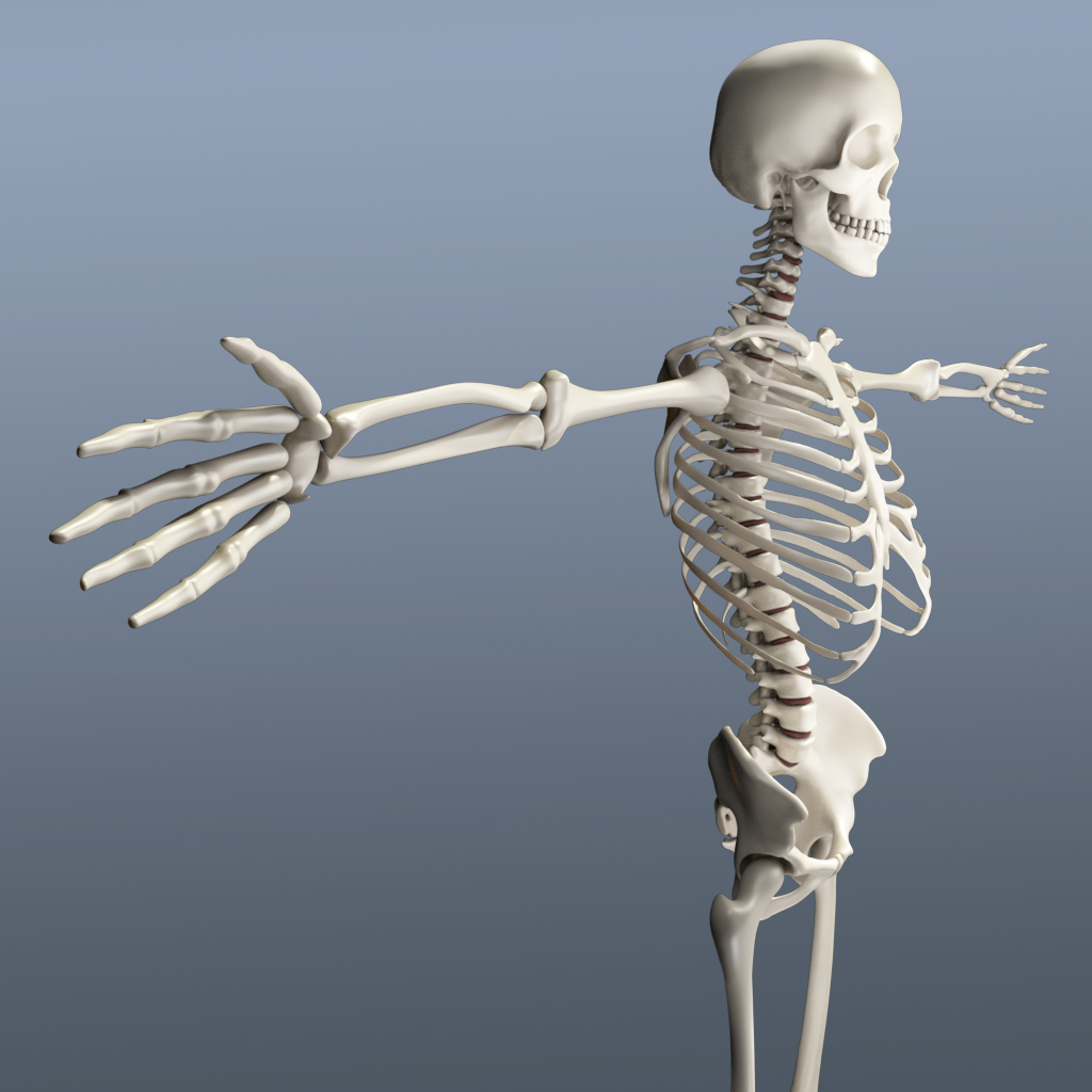 Human Skeleton 3d Obj