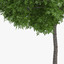 3d horse chestnut trees model