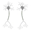3d neuron