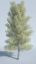 3d model birch tree