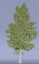 3d model birch tree