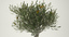 bonsai olive tree 3d max