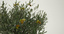 bonsai olive tree 3d max