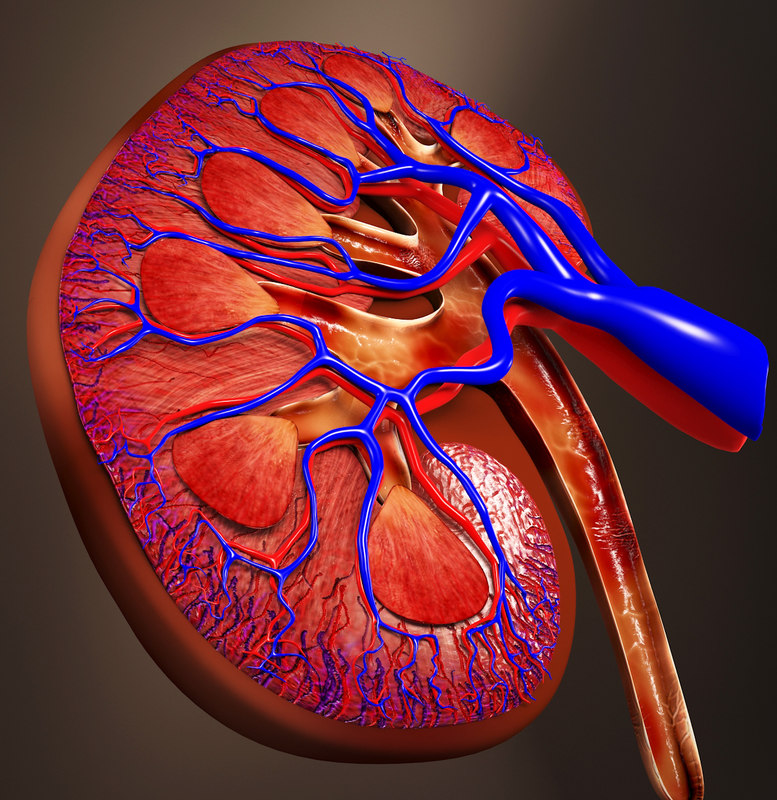 3d kidney kid