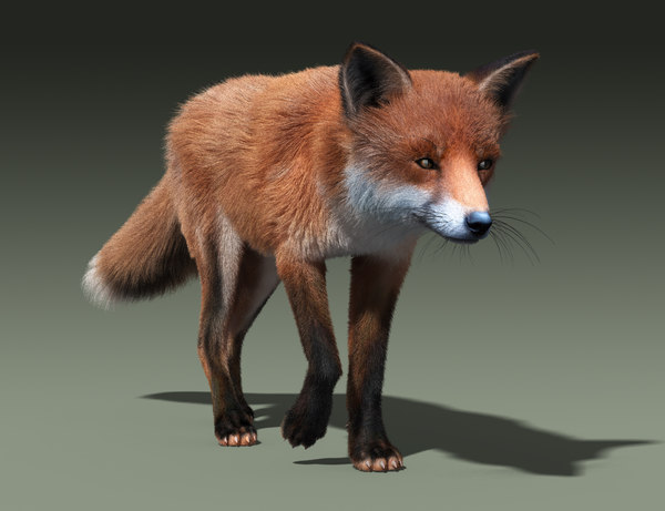 red fox fur hair animation 3d model