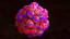 c4d vessel cell cluster