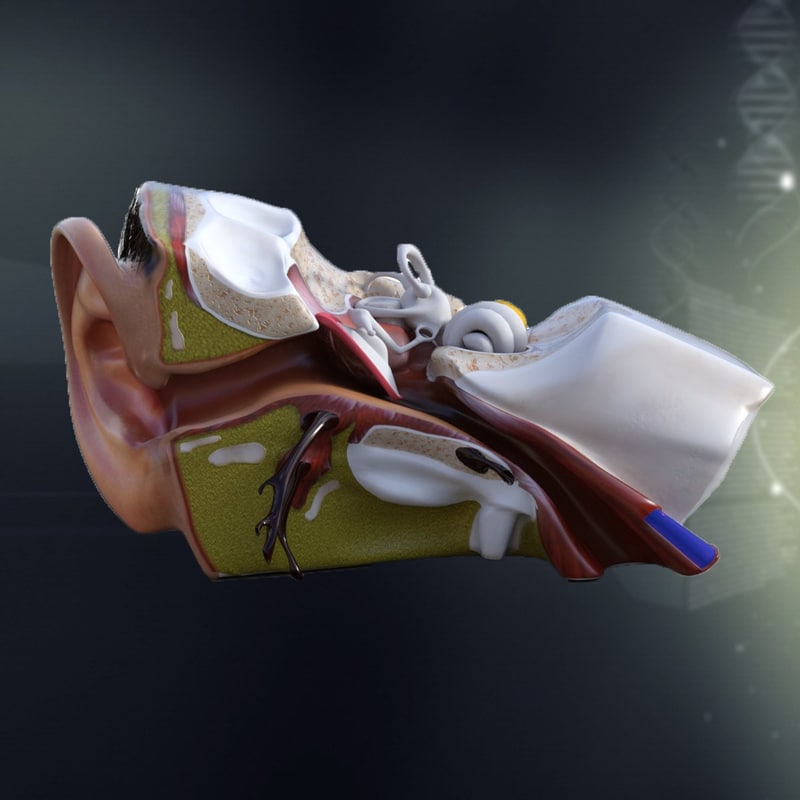 human ear anatomy max Biology Diagrams