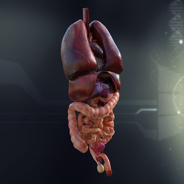 Internal Organs 3D Models and Textures | TurboSquid.com