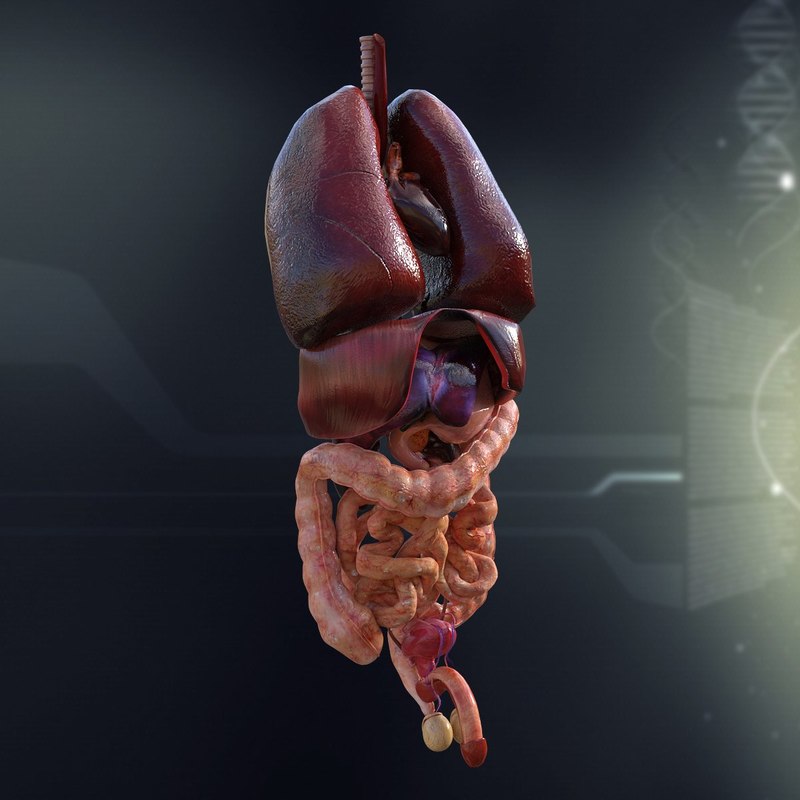 3d Human Internal Organs