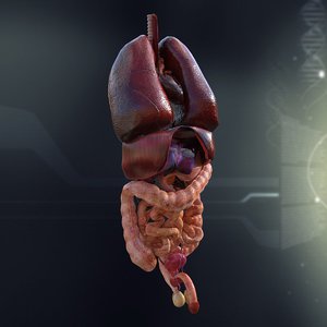 3d human internal organs