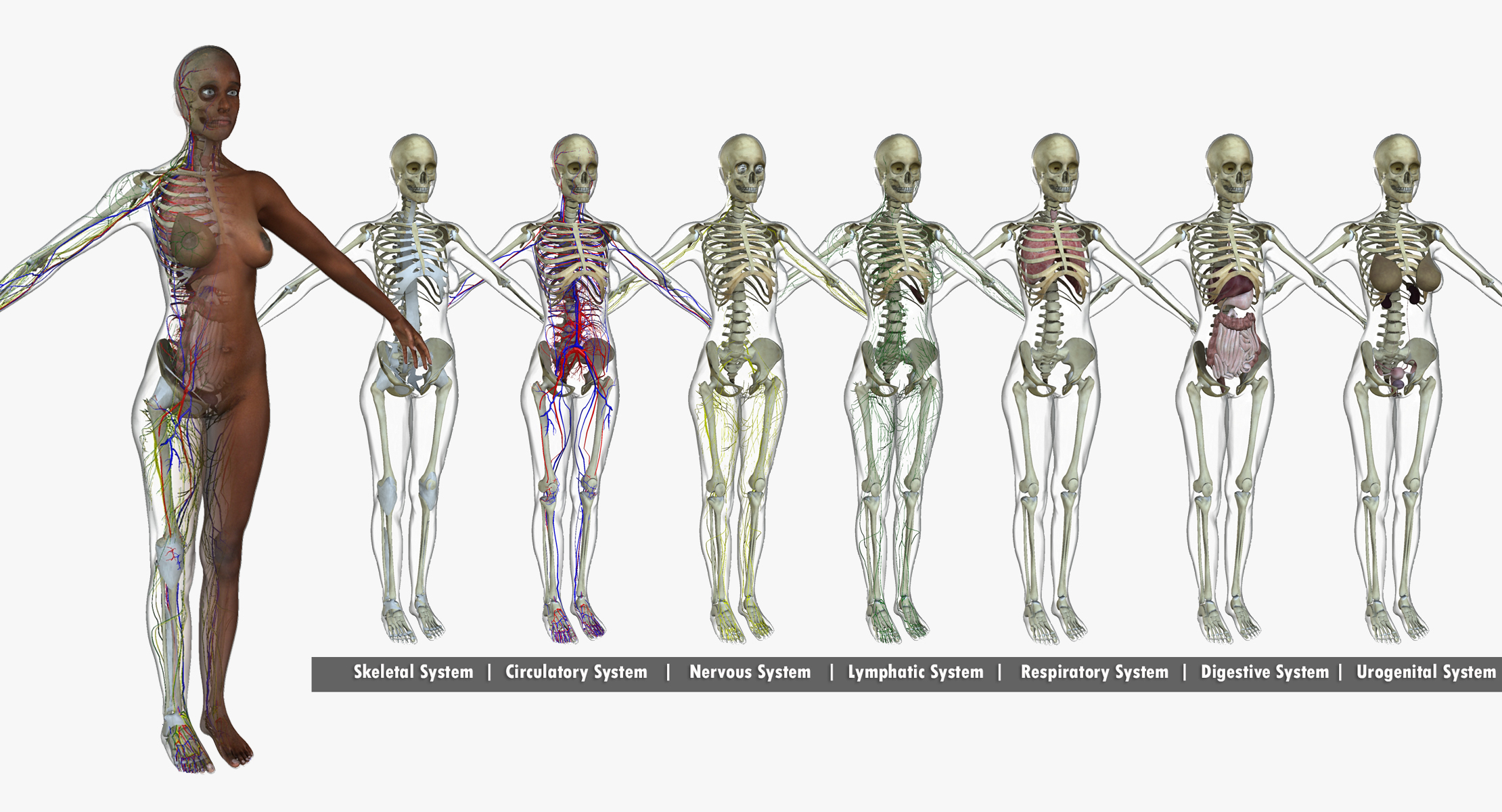 ma ultimate complete female anatomy