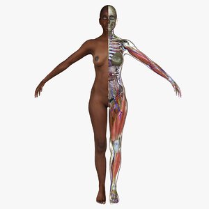 3d ultimate complete female anatomy