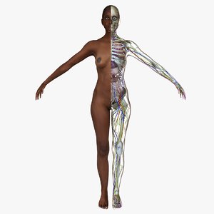 female african american anatomy body ma