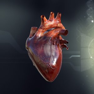 3ds max human heart anatomy