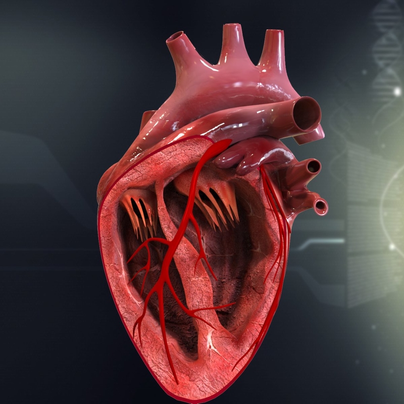 3d human heart anatomy model https