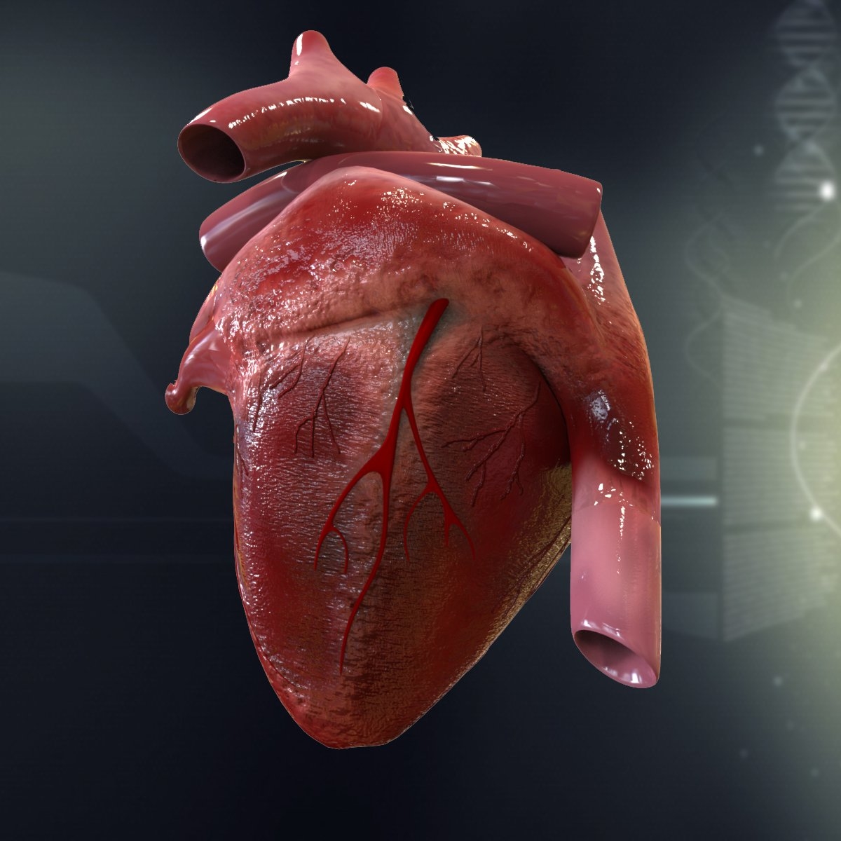 3d human heart anatomy model