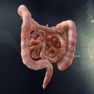 Large Intestine 3d Models For Download Turbosquid